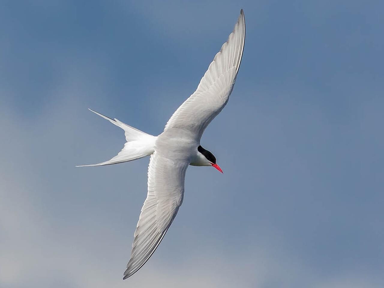 An Arctic tern in flight, wings spread, seen from below against a blue sky