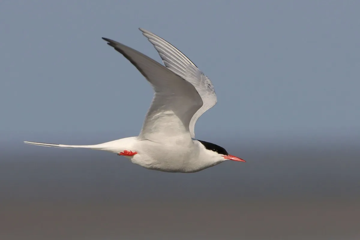 An Arctic tern in flight, wings raised on the upstroke, with a red bill and black cap
