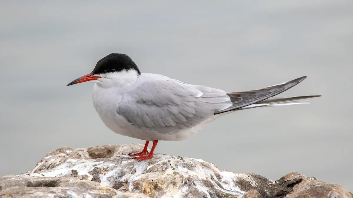 A Common Tern at rest on a rock, with a red bill and legs, a black cap, and long tail streamers